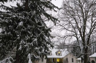 The Little Issues Publication #498 – Life, l...